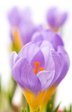 Blue crocus Stock Photos