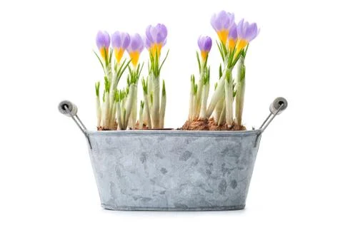 Blue crocus Stock Photos