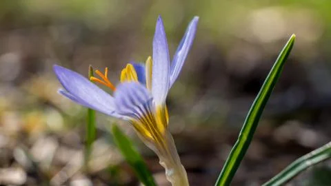 Blue crocus Фото