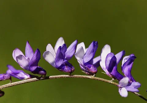 Blue crocuses in meadow. shallow depth of field Stock Photos