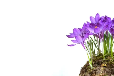 Blue crocuses Stock Photos