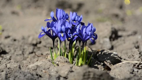 Blue crocuses spring flowers in the park Stock Footage 88528517
