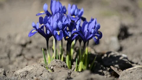 Blue crocuses spring flowers in the park Stock Footage 88528527