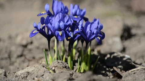 Blue crocuses spring flowers in the park Video stock 88528551