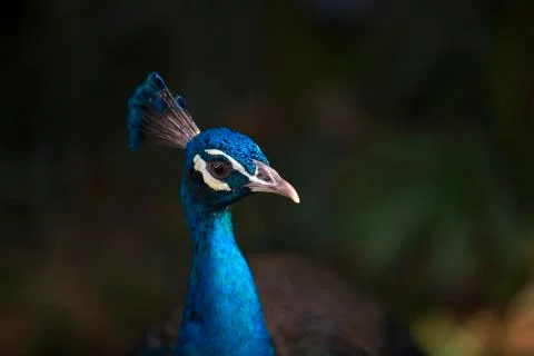 The blue crown 3  Stock Photos