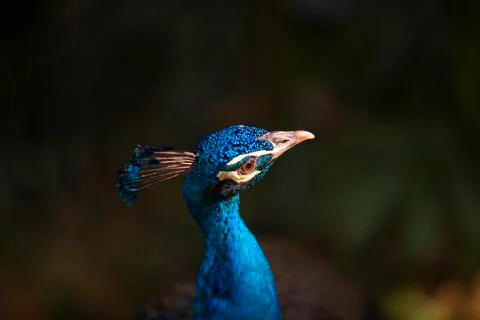 The blue crown head tilt  Stock Photos