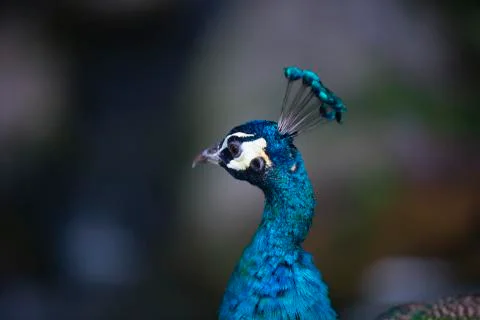 Blue crown  Stock Photos