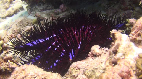 Blue Crown of Thorn Stock Footage 29901630