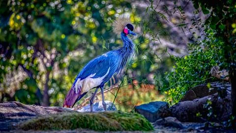 A Blue Crowned Crane Foto stock