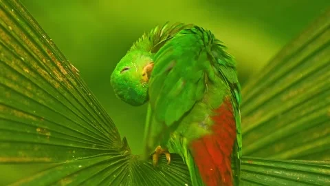Blue-crowned Hanging Parrot Preening in Zoo Habitat on a Sunny Summer Morni.. Video stock 339337697