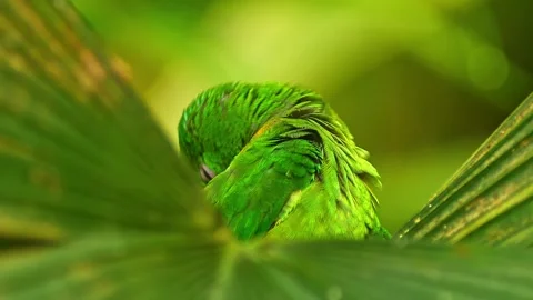 Blue-crowned Hanging Parrot Preening in Zoo Habitat on a Sunny Summer Morni.. 스톡 동영상 339337909