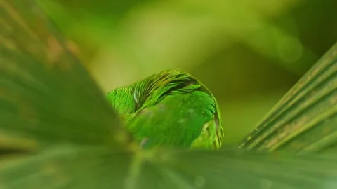 Blue-crowned Hanging Parrot Preening in Zoo Habitat on a Sunny Summer Morni.. 스톡 동영상 339337979