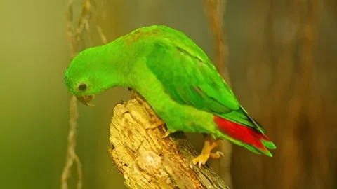 Blue-crowned Hanging Parrot Preening in Zoo Habitat on a Sunny Summer Morni.. 스톡 동영상 339338062