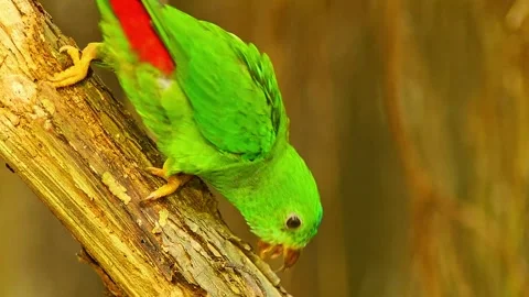 Blue-crowned Hanging Parrot Preening in Zoo Habitat on a Sunny Summer Morni.. 스톡 동영상 339338159