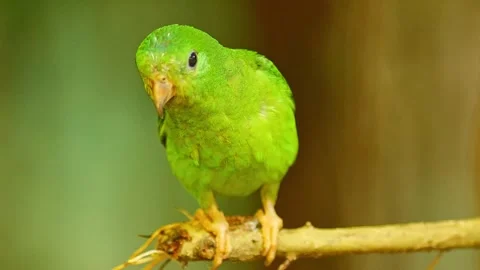 Blue-crowned Hanging Parrot Preening in Zoo Habitat on a Sunny Summer Morni.. 스톡 동영상 339338279
