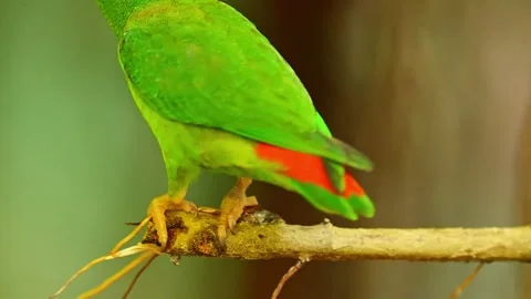Blue-crowned Hanging Parrot Preening in Zoo Habitat on a Sunny Summer Morni.. 스톡 동영상 339338339