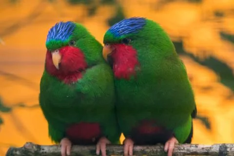 Blue-crowned lorikeet Stock Photos