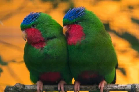 Blue-crowned lorikeet Stock Photos