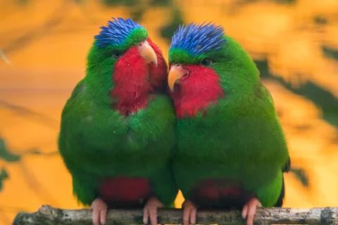Blue-crowned lorikeet Foto stock