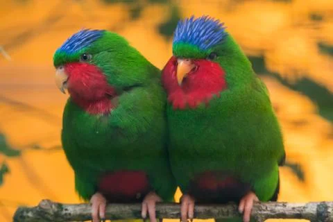 Blue-crowned lorikeet Stock Photos
