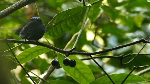 Blue-crowned manakin quickly flying back and forth to feed on fruit Stock Footage 123550333