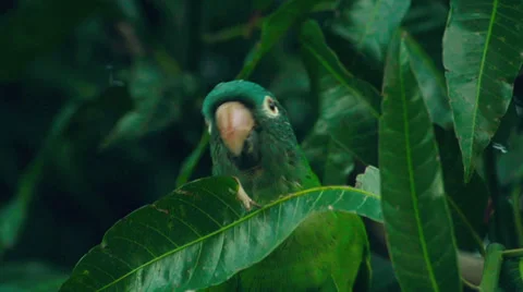 Blue-crowned parakeet Stock-Footage 36208531
