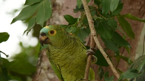 Blue-crowned Parakeet looking around 스톡 동영상 86206682