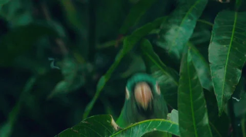Blue-Crowned Parakeet in a Mango Tree Stock-Footage 36207826