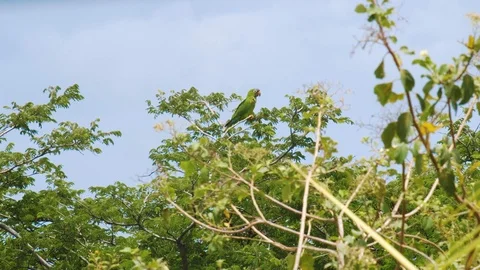 Blue crowned parakeet sitting in tree and flying away, Curacao 스톡 동영상 118938977