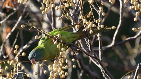 A Blue-crowned Parakeet ( Thectocercus acuticaudatus) feeding on 스톡 동영상 198124953
