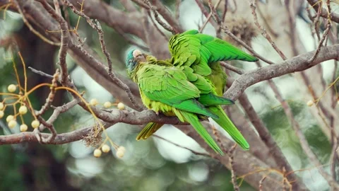 Blue-Crowned Parakeets Perched on Tree Branch, Argentina 動画素材 316296174