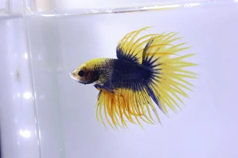 Blue crowntail betta fish. The betta fish is blue on the body with a yellow c Stock Photos