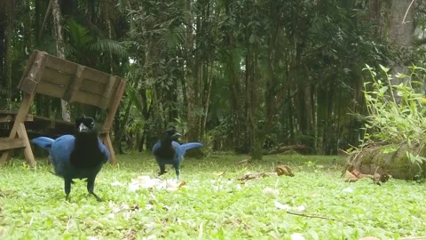 Blue crows on a lawn Stock Footage 274366229