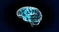 the blue crystal brain Illustration
