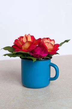A blue cup filled with flowers: different varieties of pink roses. Stock Photos