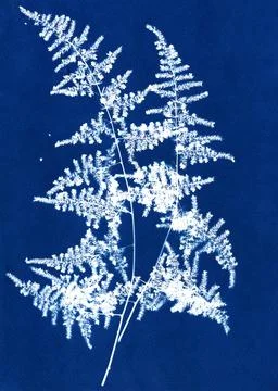 Blue cyanotype of herbs. Stock Illustration