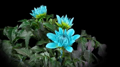 Blue Dahlia Flower Opens and Wilts in Time Lapse on a Black Background. The Stock Footage 250063695