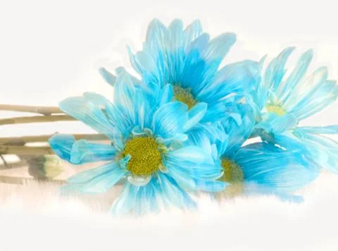 Blue daisies abstract Stock Photos