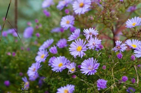 Blue daisies with dew drops Stock Photos