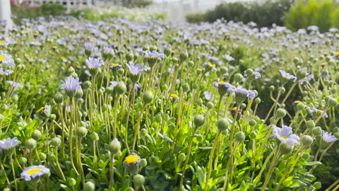 Blue daisies meadow Stock Footage 171992713
