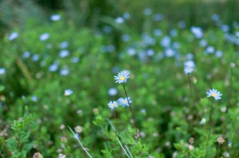 Blue daisies in meadow Stock Photos