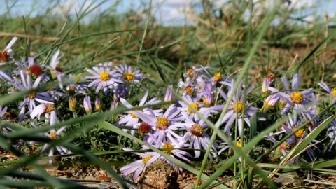 Blue daisies tremble in the wind in the Mongolian steppe. Stock Footage 249019550