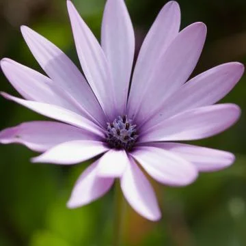 Blue daisy bloom Stock Photos
