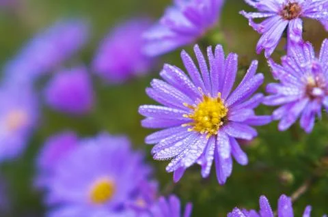 Blue daisy with dew drops Stock Photos
