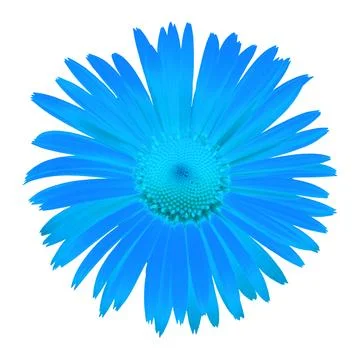 Blue daisy isolated on a white background. Flowers card. Flat lay, top view Stock Photos