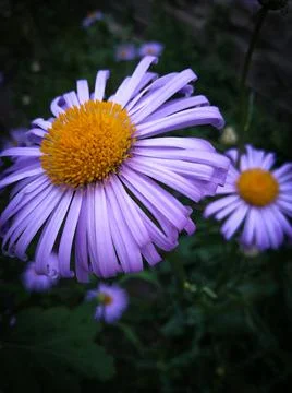 Blue daisy in macro Foto stock