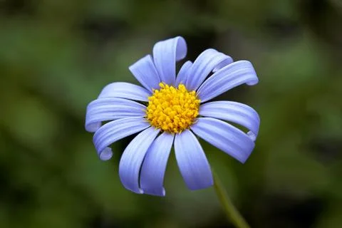 Blue daisy Stock Photos
