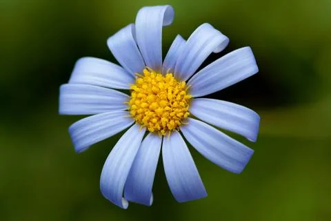 Blue daisy Stock Photos