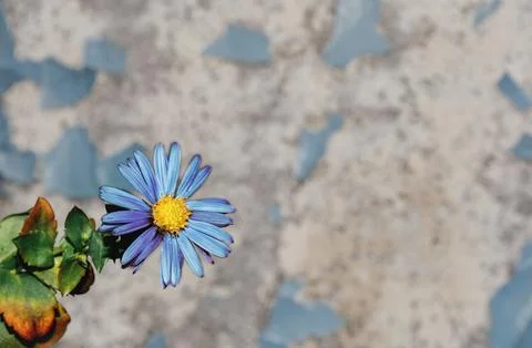 Blue daisy on wall background Stock Photos
