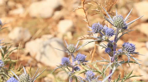Blue Dalmatian Thistle 1 Stock Footage 33211352